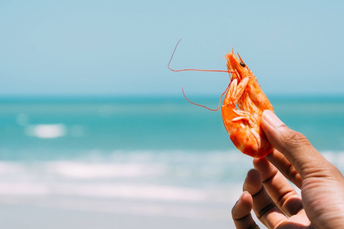 Zašto dodavanje kozica u prehranu pogoduje zdravlju srca i mozga detail 2