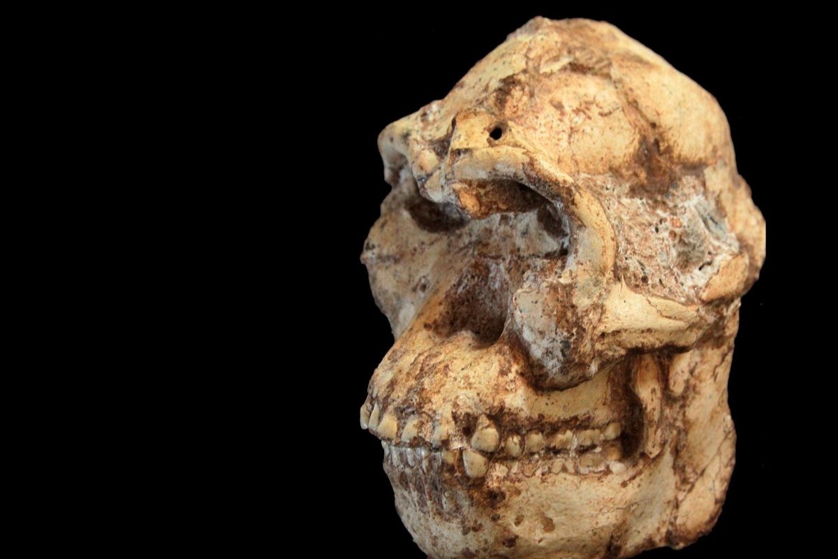 Fosil star 3 milijuna godina ukazuje znanstvenicima da se radi o dosad nepoznatoj vrsti hominida detail 2