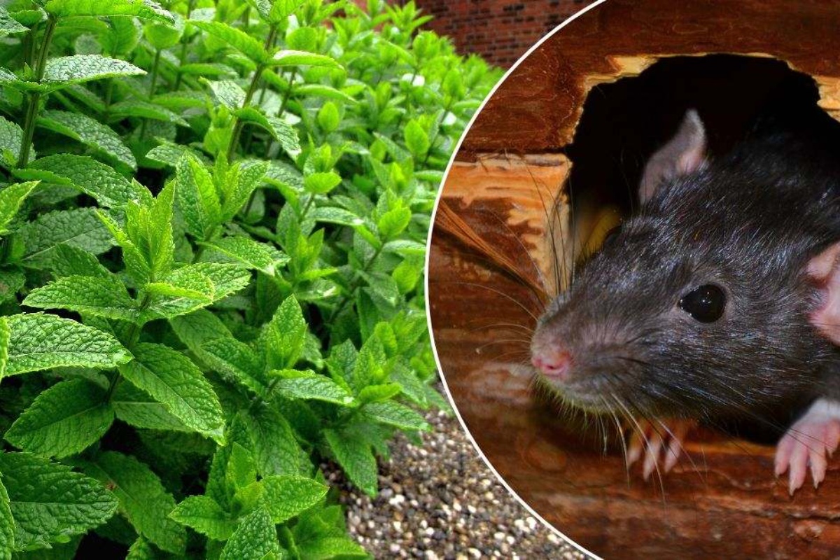 Aromatične biljke koje tjeraju štakore i koje je dobro imati u domu detail 2