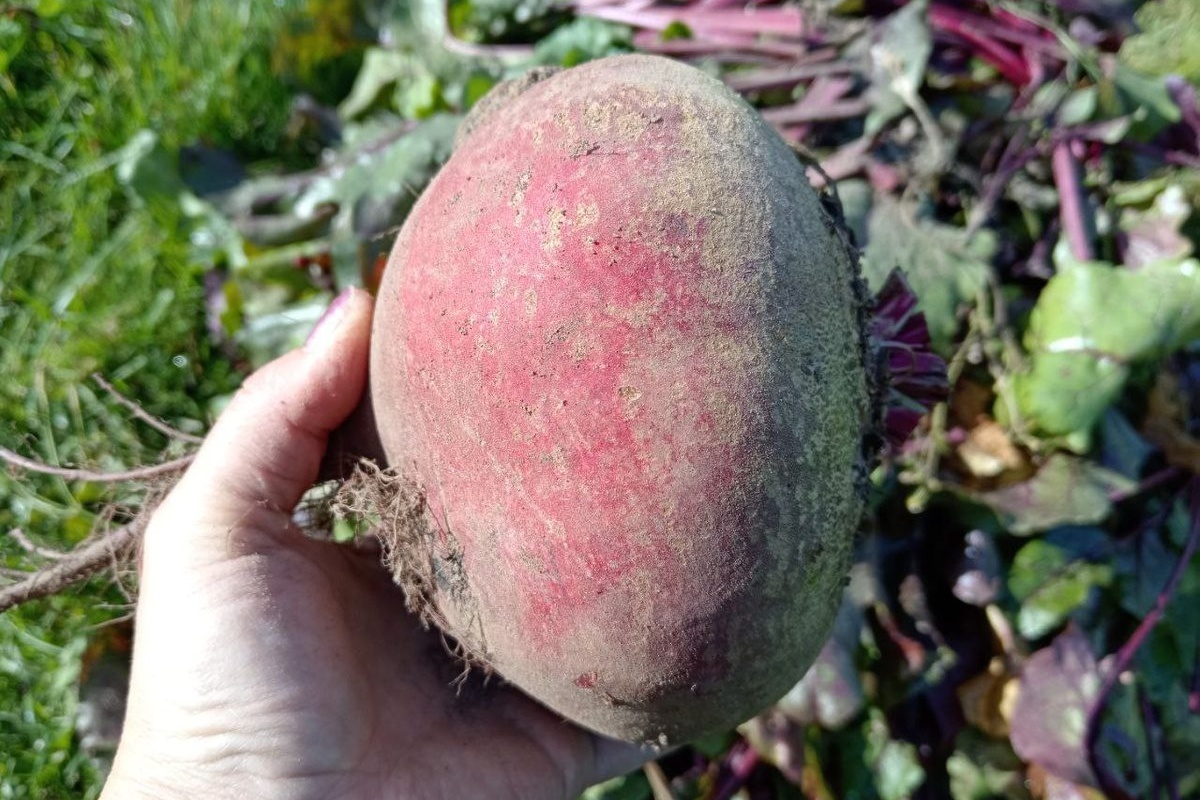 Cikla i krumpir traju 200-300 dana: stavljam ih jedne uz druge, a na vrh – kao trešnja na torti – ide jedan trik detail 2