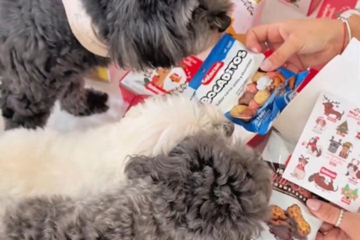 Dizajnirali su božićne kutije za pse i mačke i pravi su hit: koliko koštaju detail 2