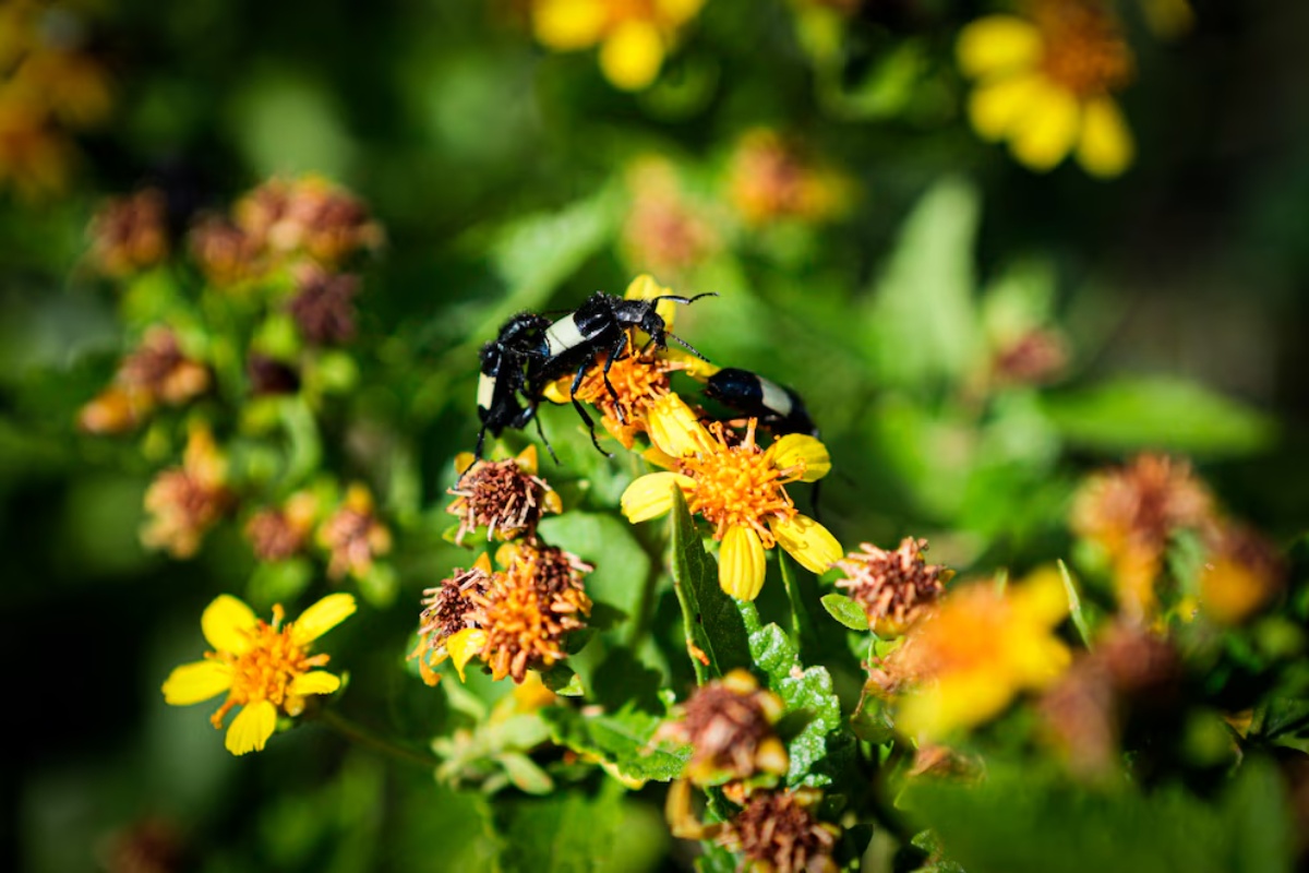 Što učiniti u slučaju uboda ose i kada on postaje hitan medicinski slučaj detail 2