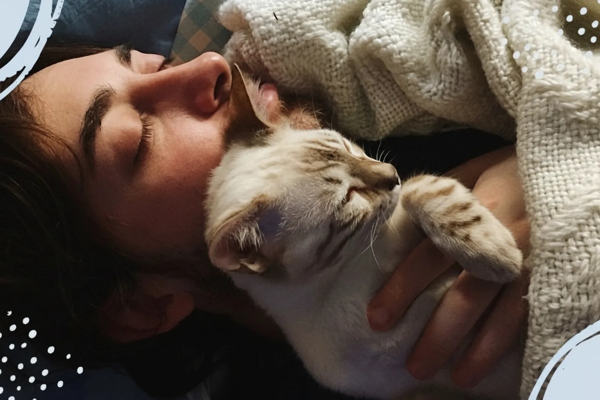 Nije samo zbog topline – pravi razlozi zašto mačka stalno spava na glavi vlasnika detail 2