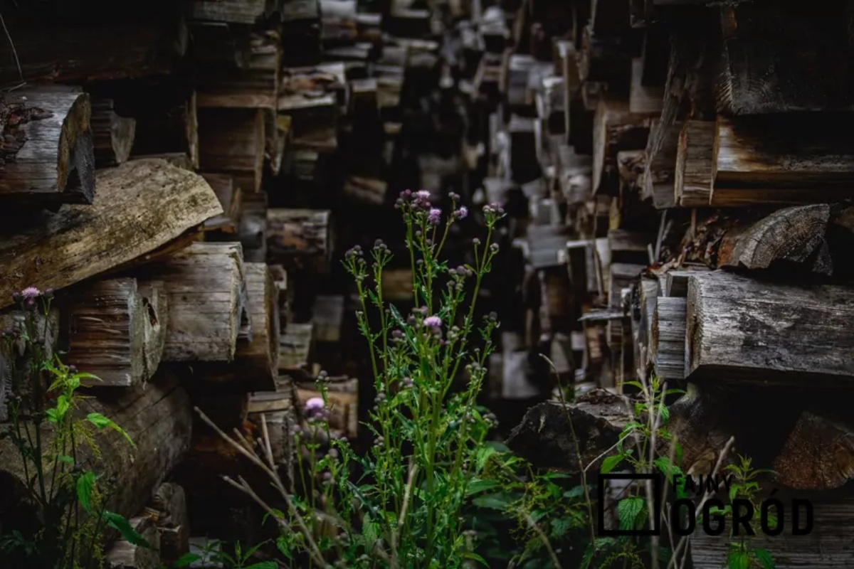 Koliko godina se može čuvati drvo za ogrjev? Odgovor iznenađuje mnoge vlasnike kuća detail 2