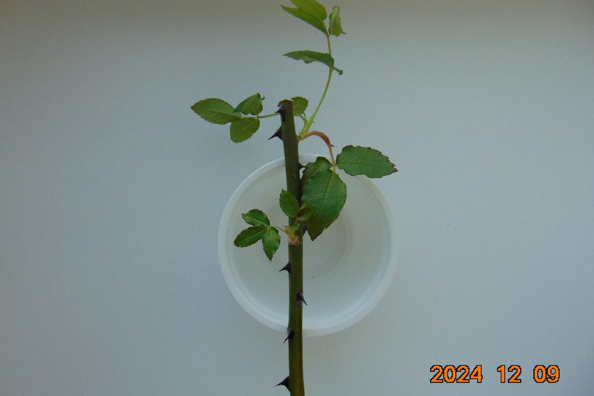 Reznice više ne trunu i ne suše se do proljeća: čuvam ih onako kako je savjetovao 73-godišnji agronom s posla detail 2