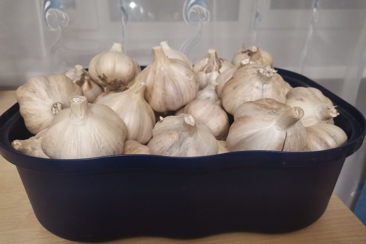 Već 13 godina ne čuvam češnjak u hladnjaku: 1 jednostavan način – ne suši se i ne trune do samog proljeća detail 2
