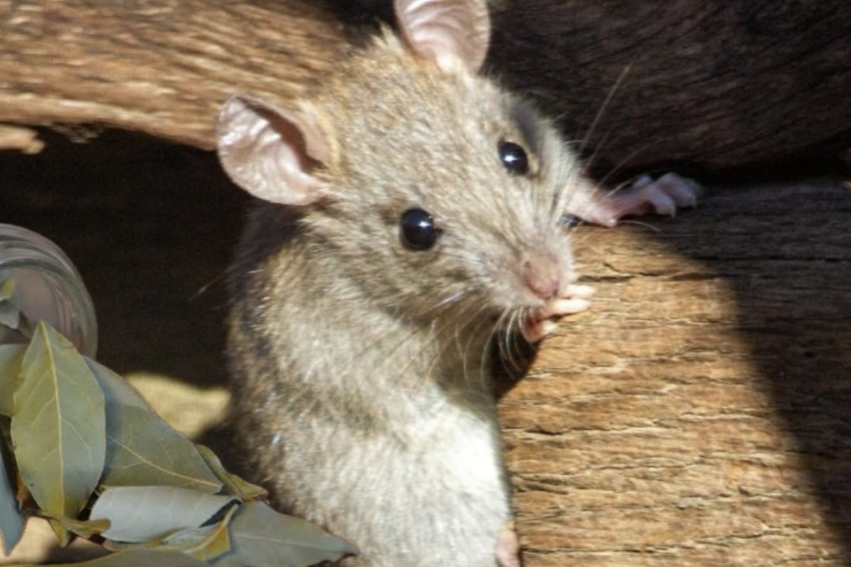 Baka me naučila kako otjerati miševe folijom – i zaboravila sam na zamke: 3 sastojka + 5 minuta = 0 glodavaca detail 2