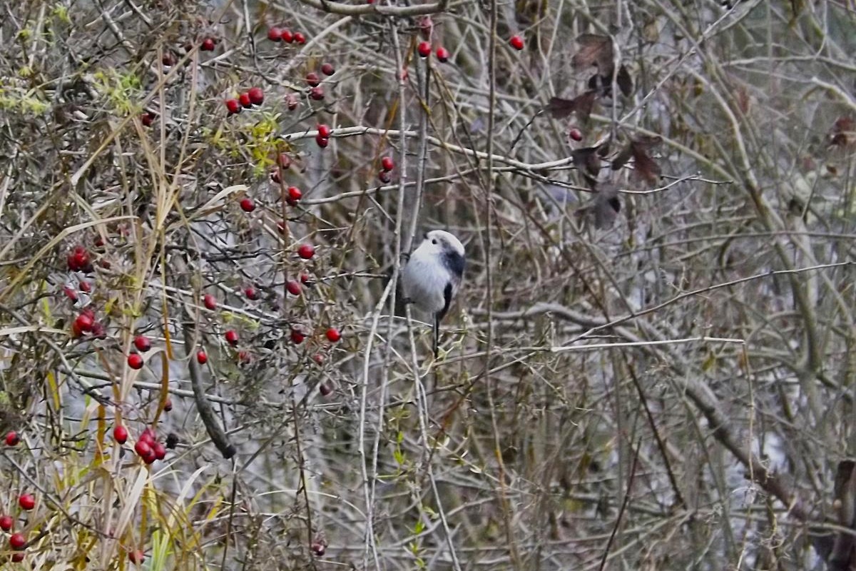 Koji kruh smiju jesti golubovi i čime hraniti vrapce i druge ptice zimi: objašnjenje ornitologa detail 2