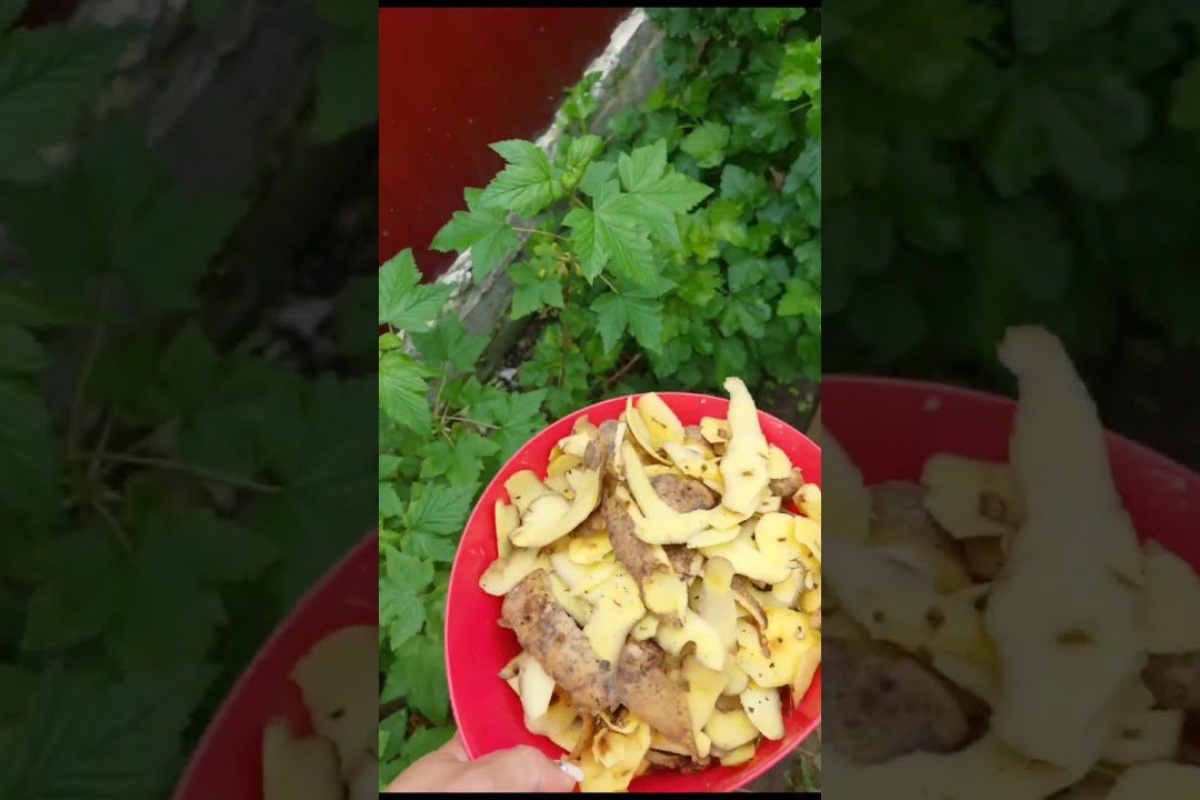 Nije gnoj niti pepeo: stručnjak naveo 1 gnojivo iz kuhinje za ribiz — nanesite ga zimi detail 2