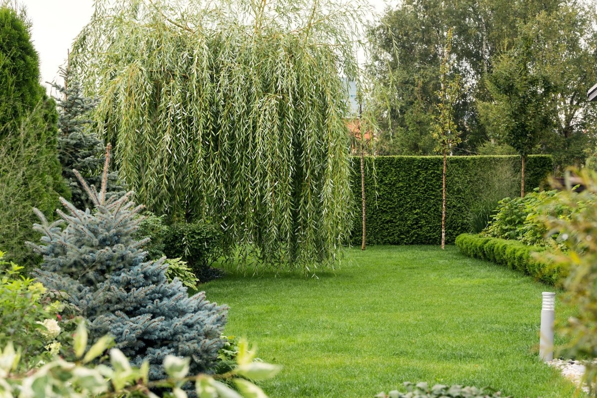 Evo 8 stabala koja mogu brzo narasti u vašem vrtu detail 2