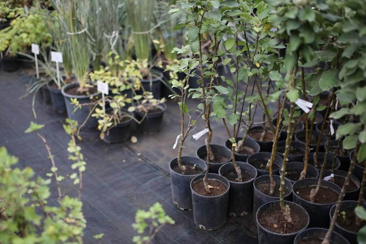 Najbolje sorte jabuka za čuvanje koje možete posaditi u vrtu kako biste ih jeli cijelu zimu! detail 2