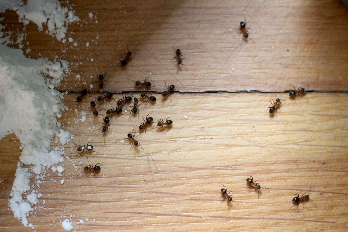 Stavljanje brašna na vrata i prozore: čemu služi i koje su prednosti detail 2