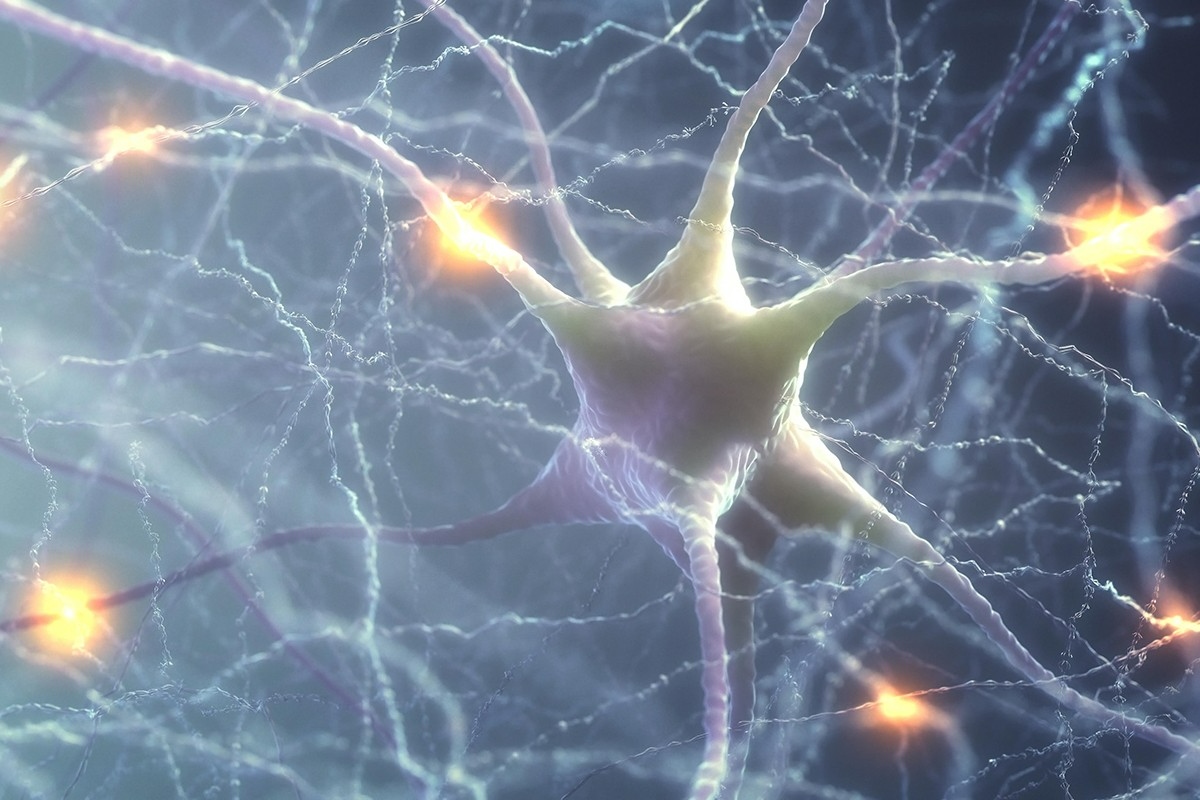 Studija objašnjava kako mozak koristi električne valove za reorganizaciju i rješavanje problema detail 2