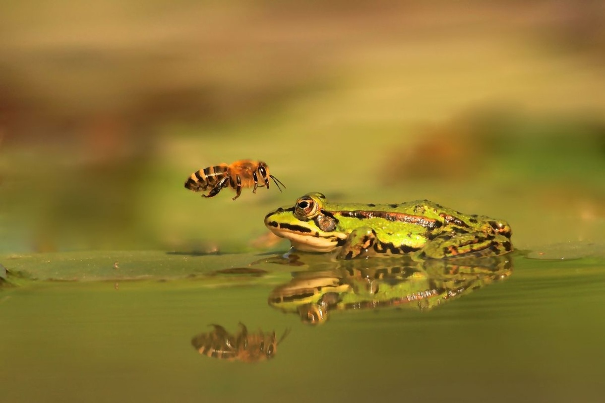 Zoolozi ne mogu vjerovati: žabe iz ribnjaka jedu stršljene i otporne su na njihove ubode kao da se ništa ne događa detail 2