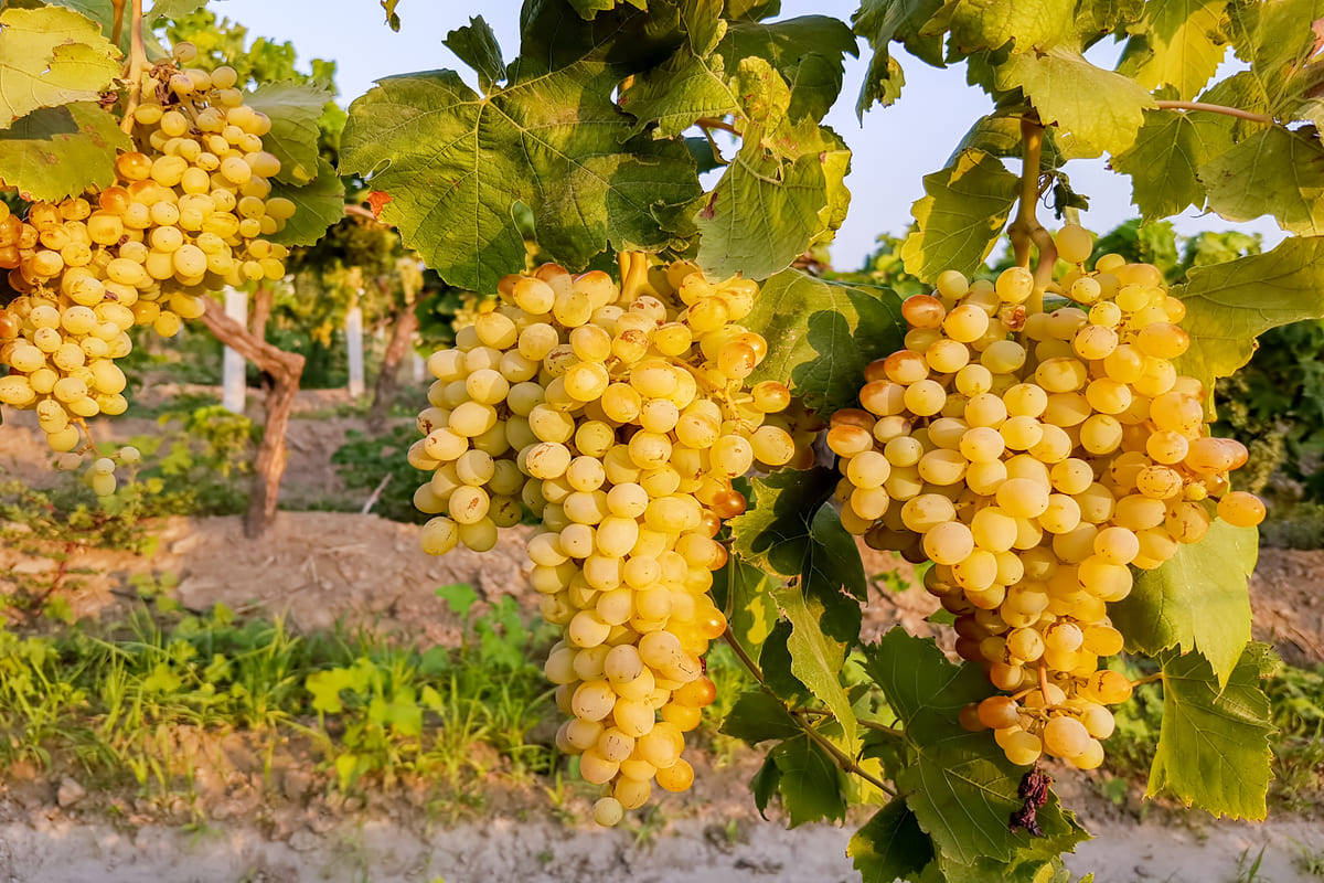 Pet trikova za odabir najboljeg grožđa za Silvestrovo: ovako se treba čuvati i poslužiti, prema savjetima trgovca voćem detail 2