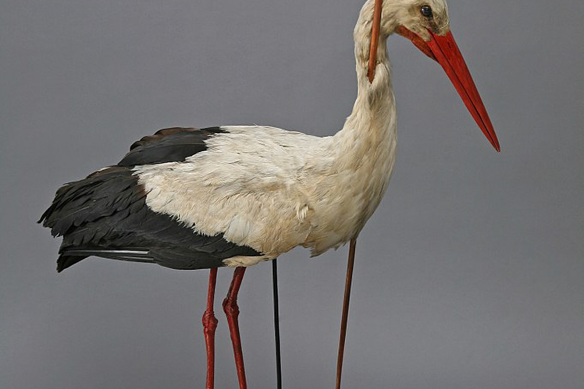 Roda s kopljem od 80 centimetara u vratu preletjela je više od 3000 km – i to je promijenilo naše predodžbe o migraciji detail 2