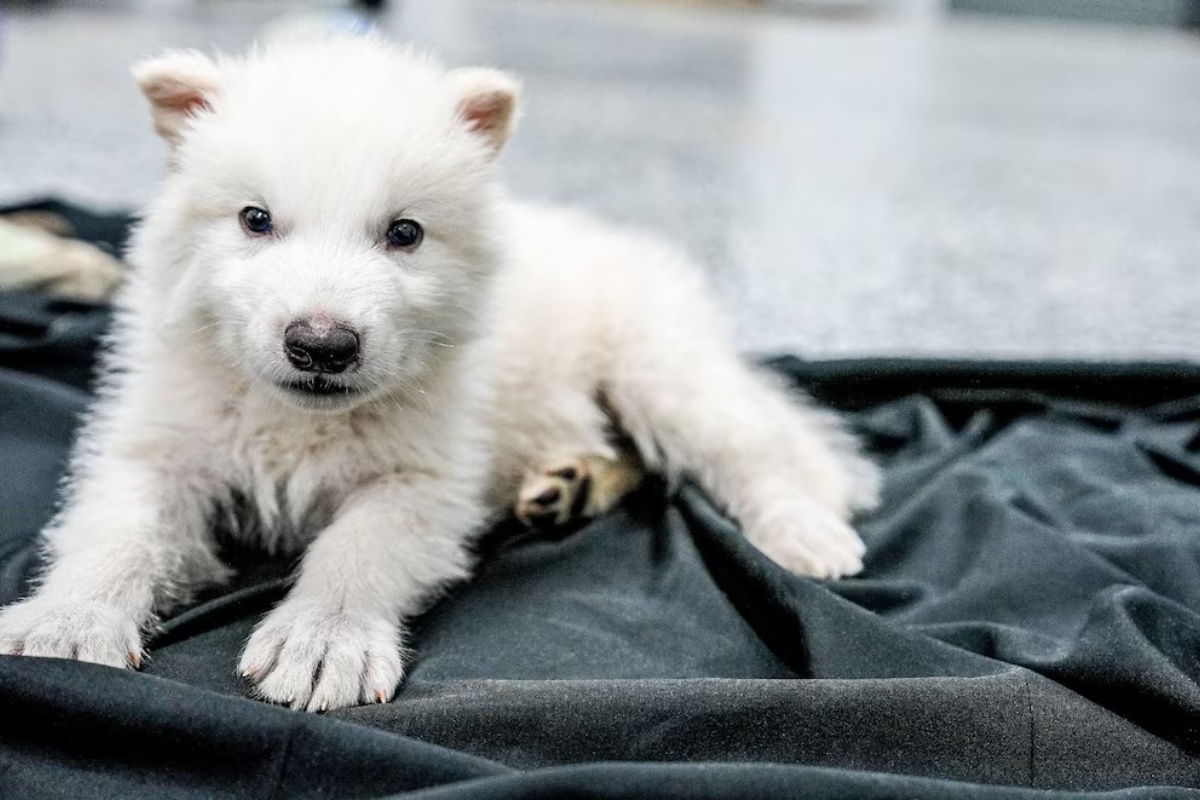 Nevjerojatno Rođenje 'Strašnih Vukova' Pokreće Globalnu Raspravu: Je li Povratak Izumrlih Vrsta Znanstveno Čudo ili Pandorina Kutija? detail 3