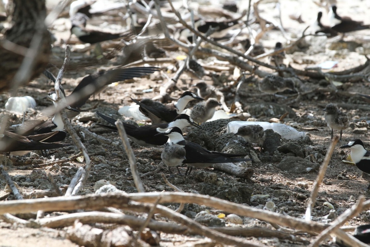 Ovi pacifički otoci postigli su nešto naizgled nemoguće: riješili su se štakora koji su im poharali šume detail 3