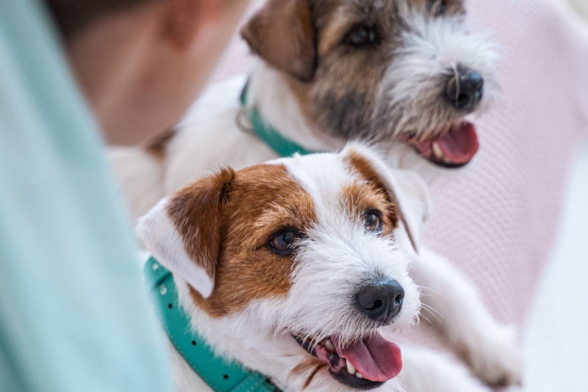 Kakva bi trebala biti moderna prehrana mačaka i pasa – i zašto intuicija ovdje ne funkcionira detail 3