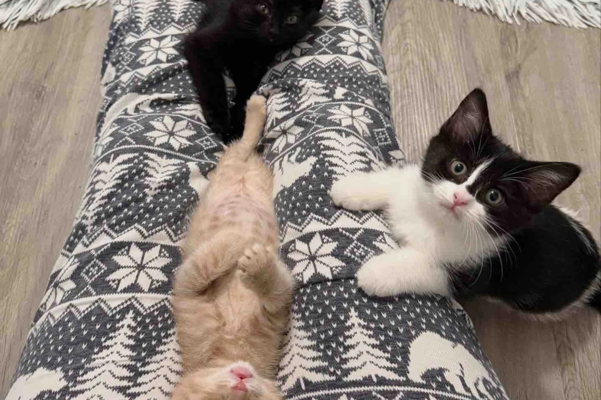 Žena otvara svoj dom za šest siročadi mačića iz skloništa, odlučna da im pruži život kakav zaslužuju detail 3