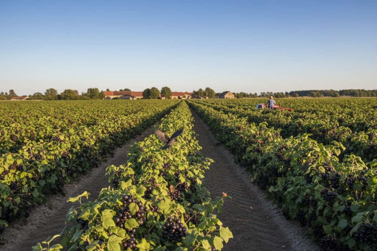 Taj trpki plod bit će 