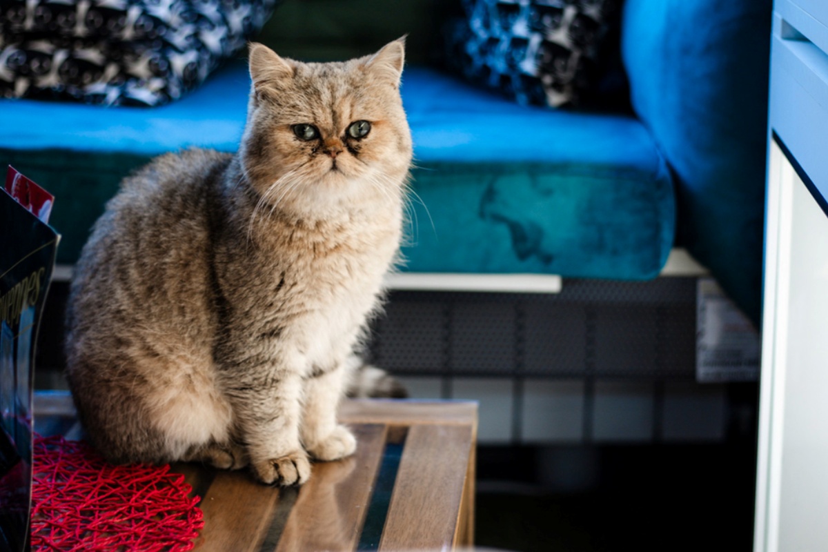 Od Jordana do Zagreba: Amer i Emilija otvaraju Zoo kafić ispunjen životinjama – i ljubavnom pričom detail 3