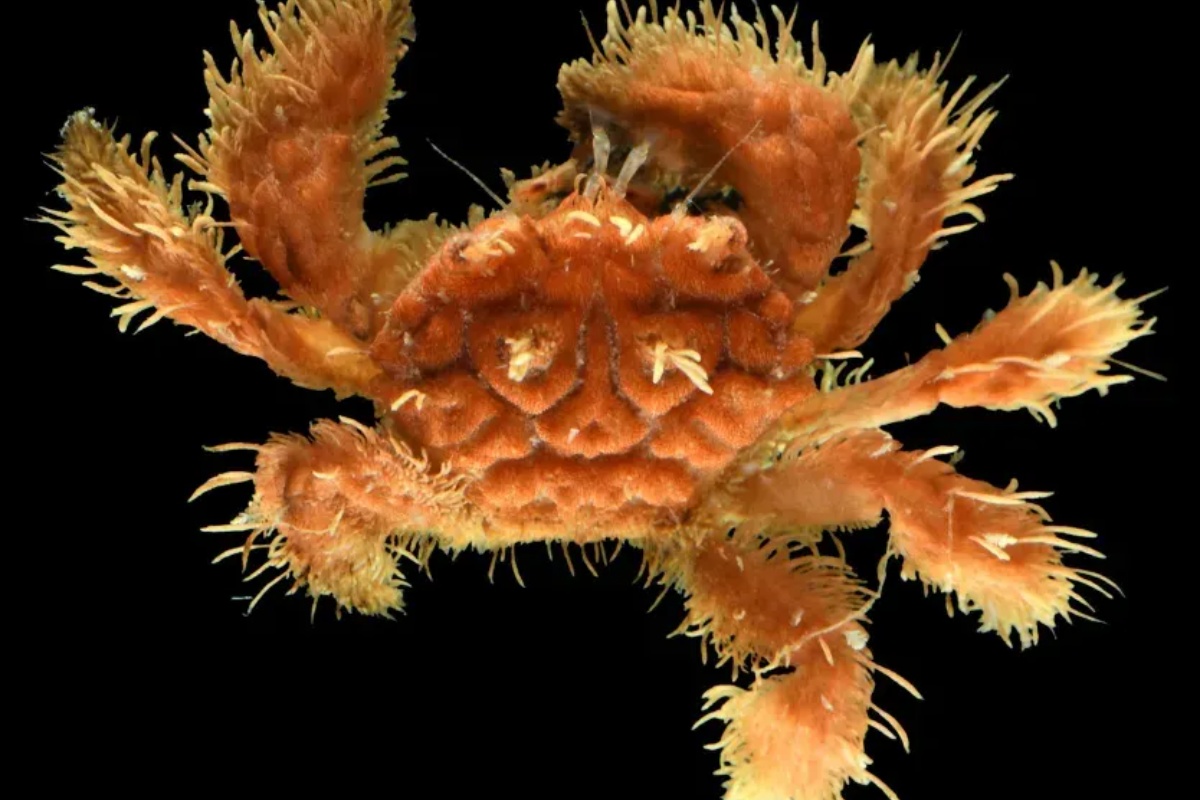 Svjetlucavi crvi i dlakavi rakovi: znanstvenici pronašli ranije neviđena bića u