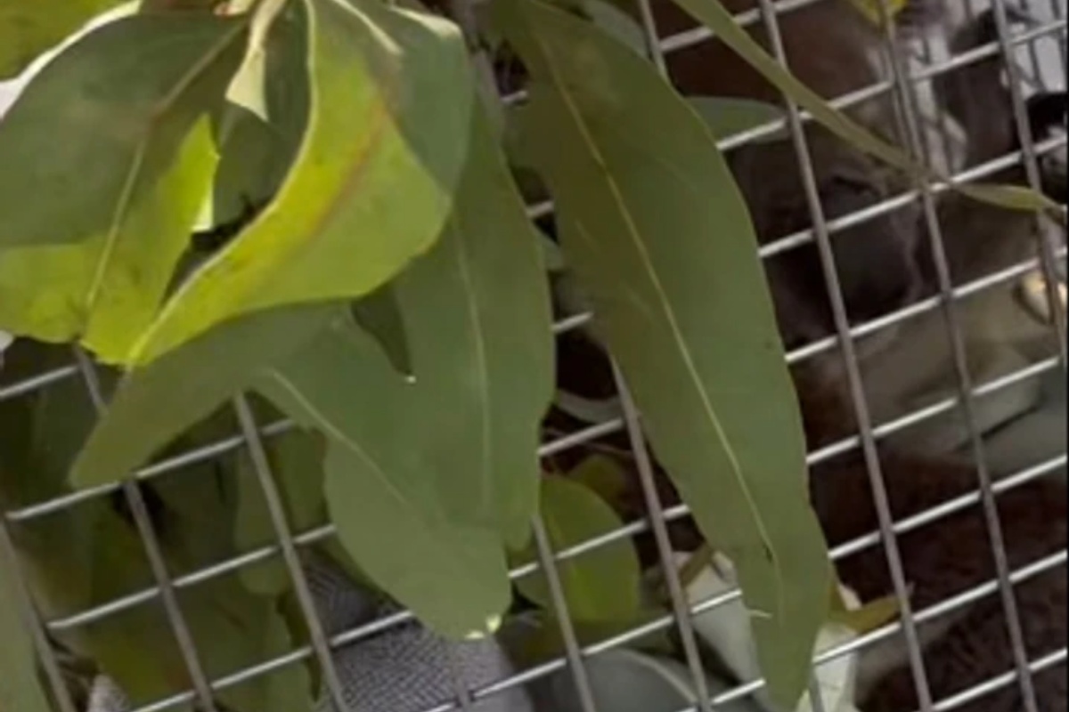 U Australiji koala završila u autobusu: vozaču zahvaljuju na spašavanju detail 3