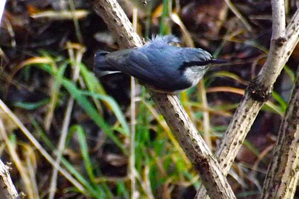 Koji kruh smiju jesti golubovi i čime hraniti vrapce i druge ptice zimi: objašnjenje ornitologa detail 3