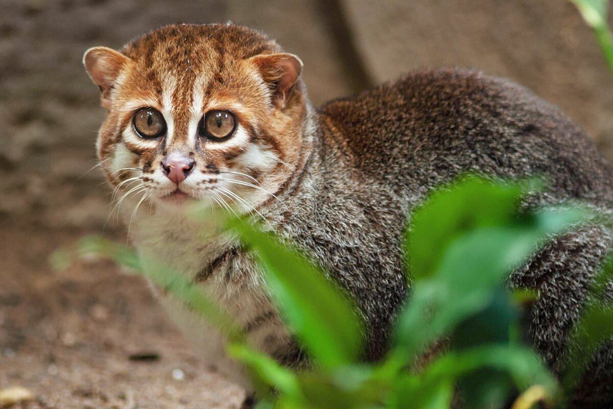 Rijetki predator koji je nestao na 30 godina uočen u tajlandskim džunglama detail 3