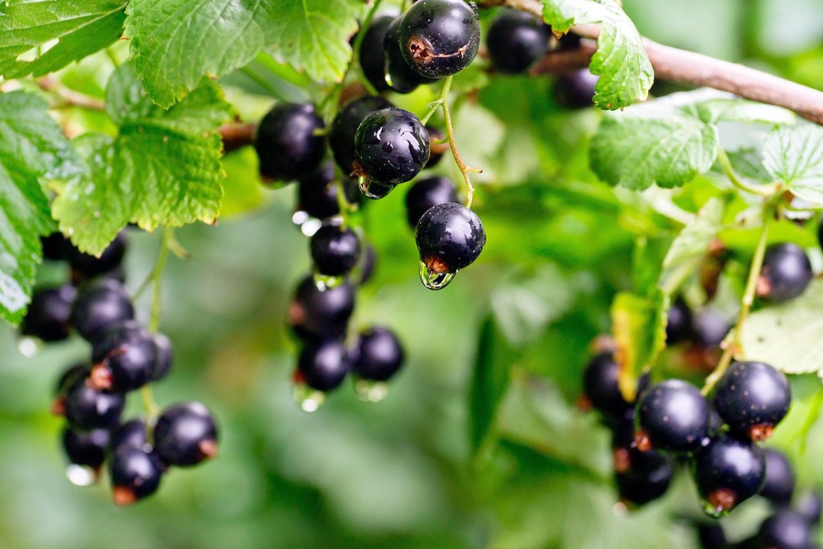 Nije gnoj niti pepeo: stručnjak naveo 1 gnojivo iz kuhinje za ribiz — nanesite ga zimi detail 3