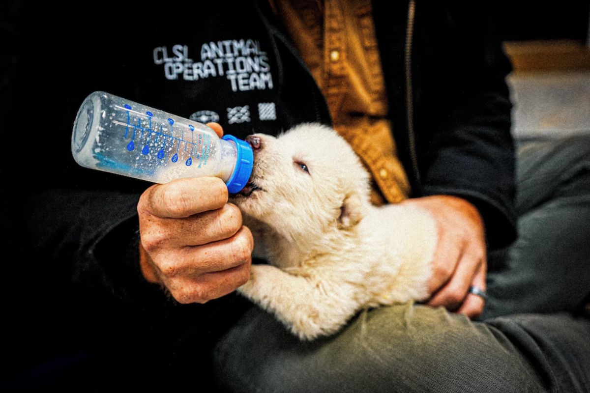 Nevjerojatno Rođenje 'Strašnih Vukova' Pokreće Globalnu Raspravu: Je li Povratak Izumrlih Vrsta Znanstveno Čudo ili Pandorina Kutija? detail 4