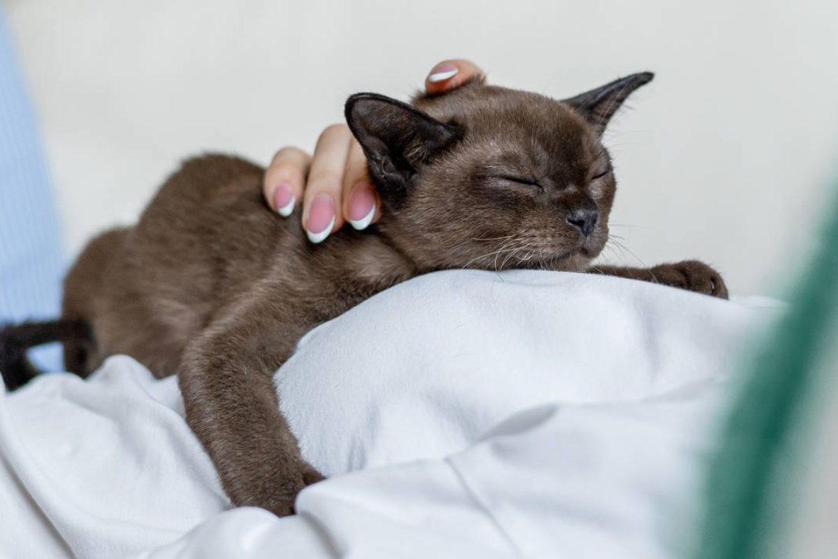 Kakva bi trebala biti moderna prehrana mačaka i pasa – i zašto intuicija ovdje ne funkcionira detail 4