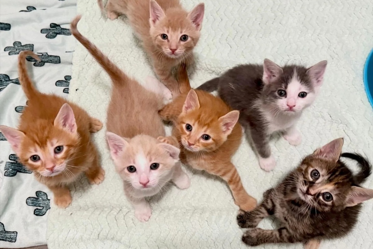 Žena otvara svoj dom za šest siročadi mačića iz skloništa, odlučna da im pruži život kakav zaslužuju detail 4