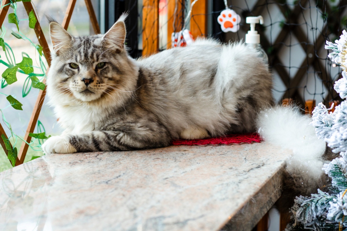 Od Jordana do Zagreba: Amer i Emilija otvaraju Zoo kafić ispunjen životinjama – i ljubavnom pričom detail 4