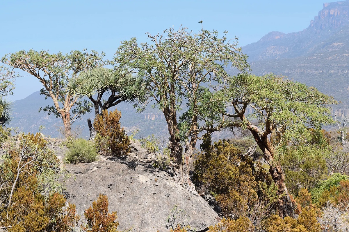 Zašto svijet ostaje bez tamjana — i zašto znanstvenici kažu da problem postaje sve gori detail 4