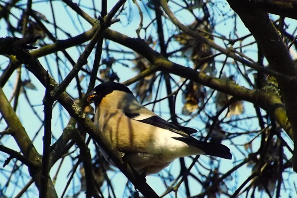 Koji kruh smiju jesti golubovi i čime hraniti vrapce i druge ptice zimi: objašnjenje ornitologa detail 4