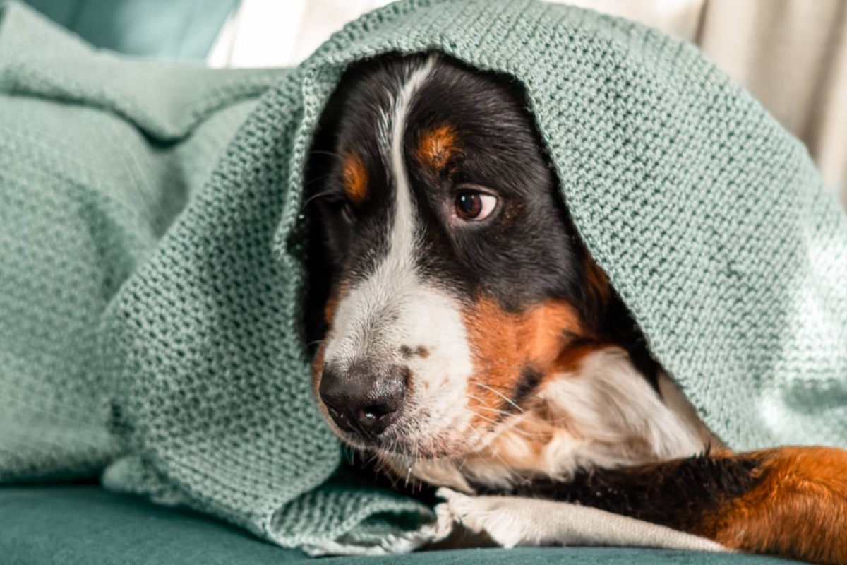Kakva bi trebala biti moderna prehrana mačaka i pasa – i zašto intuicija ovdje ne funkcionira detail 5