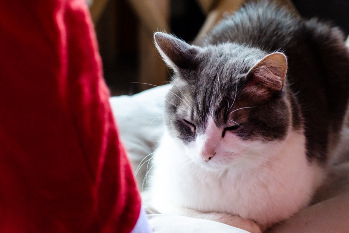 Od Jordana do Zagreba: Amer i Emilija otvaraju Zoo kafić ispunjen životinjama – i ljubavnom pričom detail 5