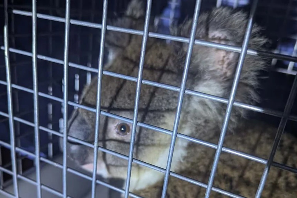 U Australiji koala završila u autobusu: vozaču zahvaljuju na spašavanju detail 5