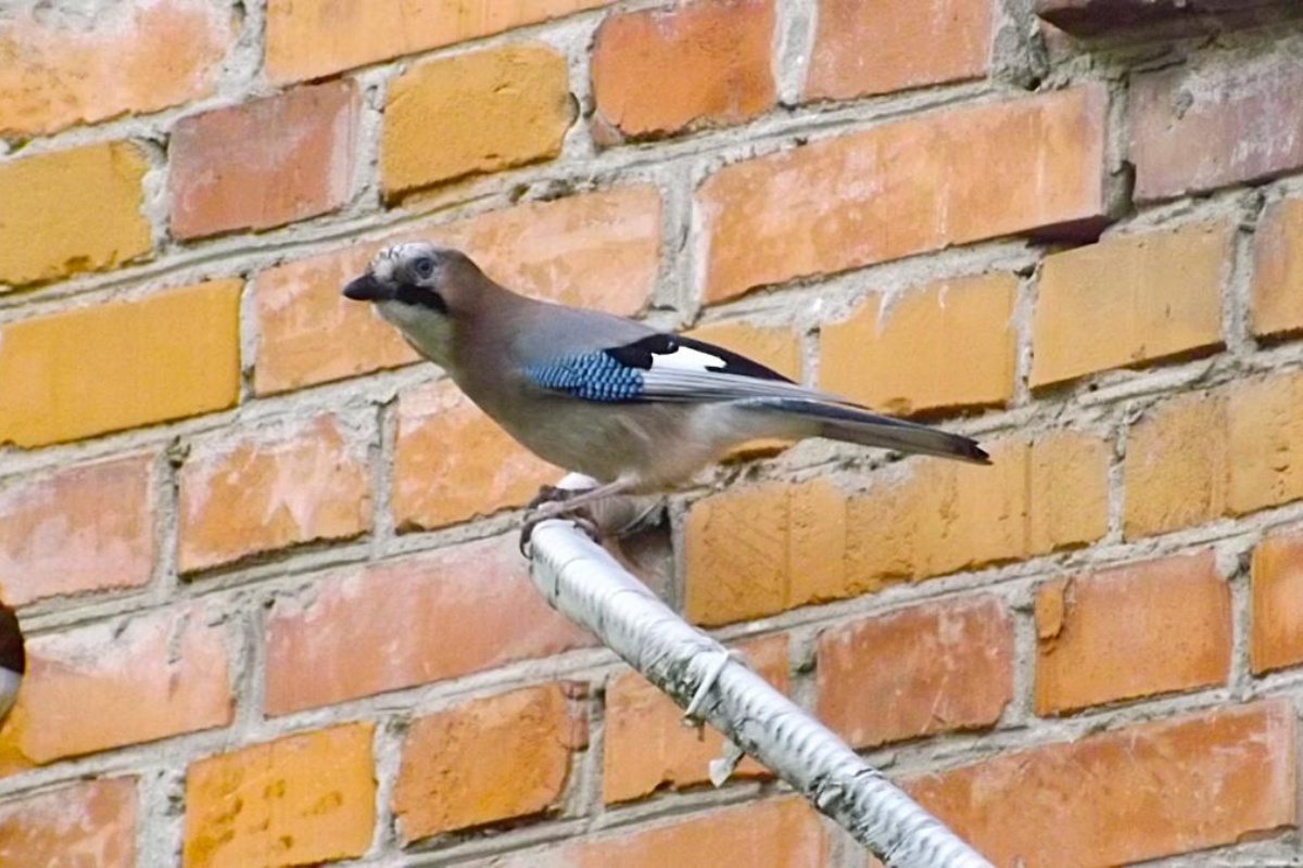 Koji kruh smiju jesti golubovi i čime hraniti vrapce i druge ptice zimi: objašnjenje ornitologa detail 5