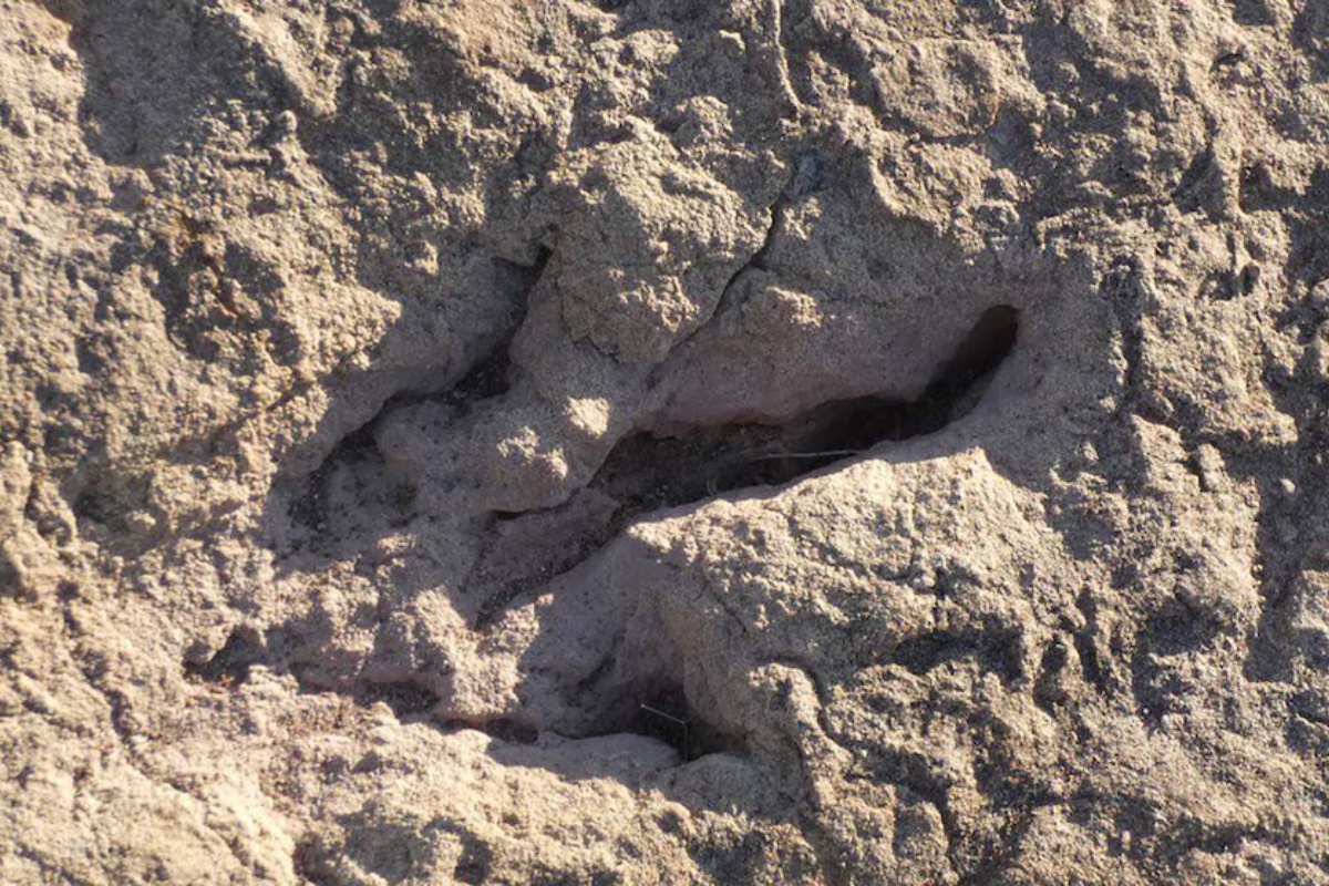 Otkriće koje mijenja povijest: Više od 16.000 tragova dinosaura u Boliviji otkriva neviđene tajne prapovijesnog života! detail 6