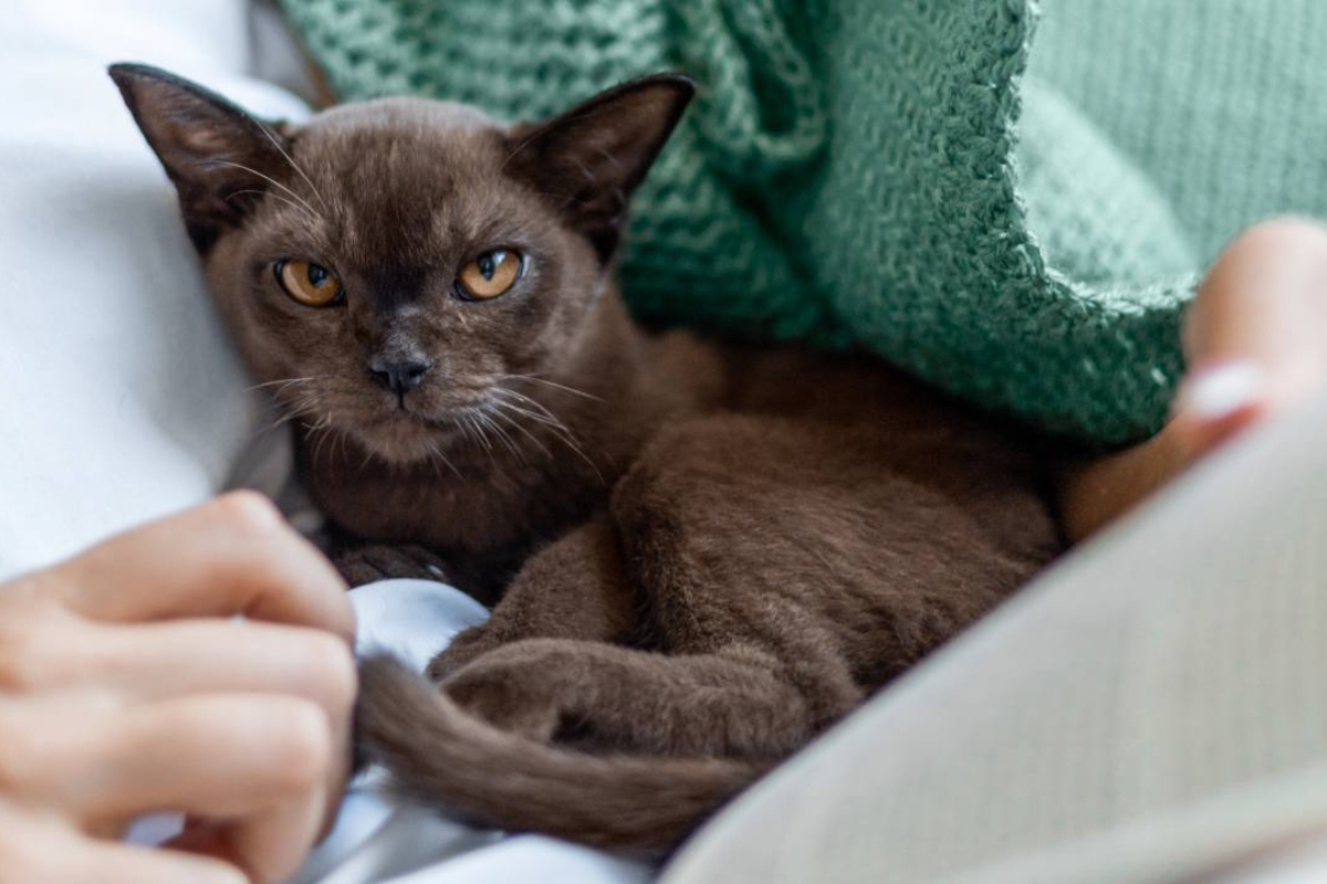 Kakva bi trebala biti moderna prehrana mačaka i pasa – i zašto intuicija ovdje ne funkcionira detail 6