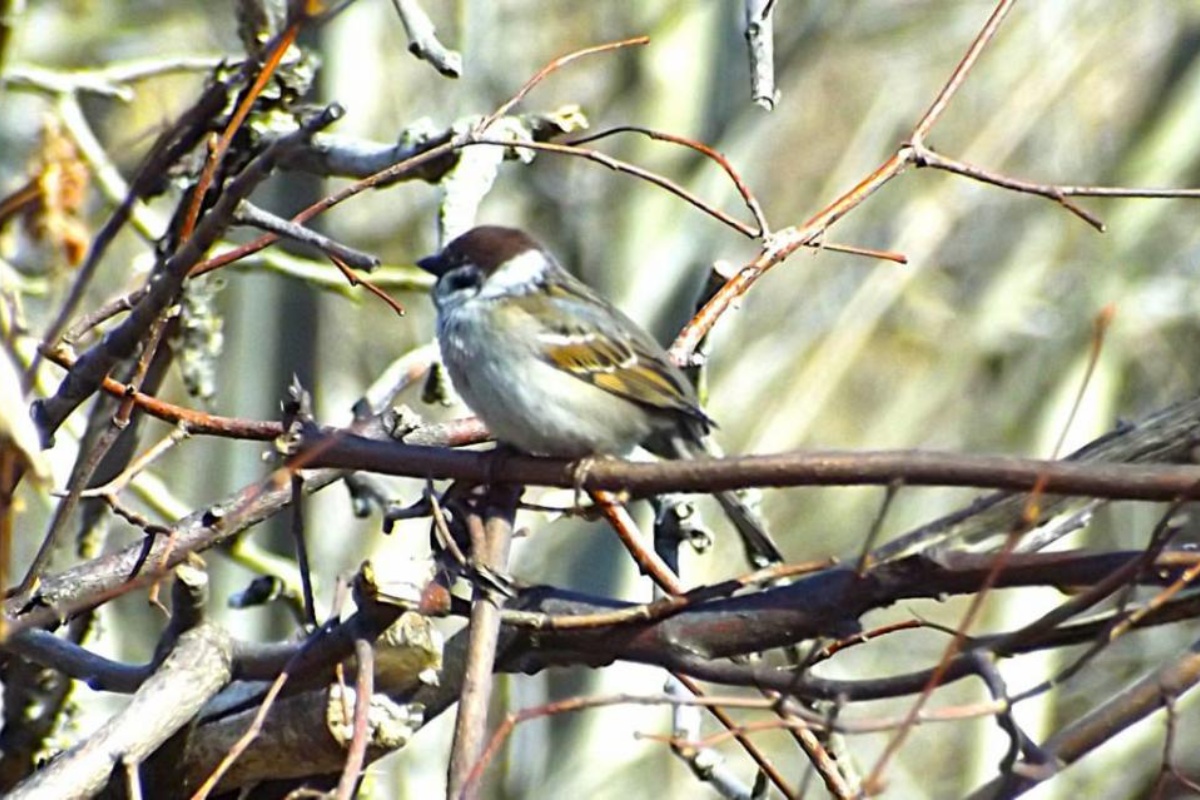 Koji kruh smiju jesti golubovi i čime hraniti vrapce i druge ptice zimi: objašnjenje ornitologa detail 6