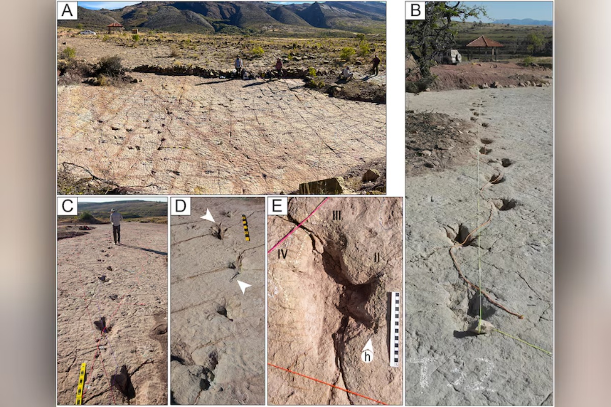 Otkriće koje mijenja povijest: Više od 16.000 tragova dinosaura u Boliviji otkriva neviđene tajne prapovijesnog života! detail 7