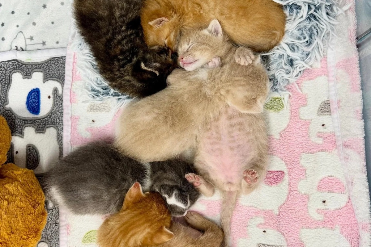 Žena otvara svoj dom za šest siročadi mačića iz skloništa, odlučna da im pruži život kakav zaslužuju detail 7