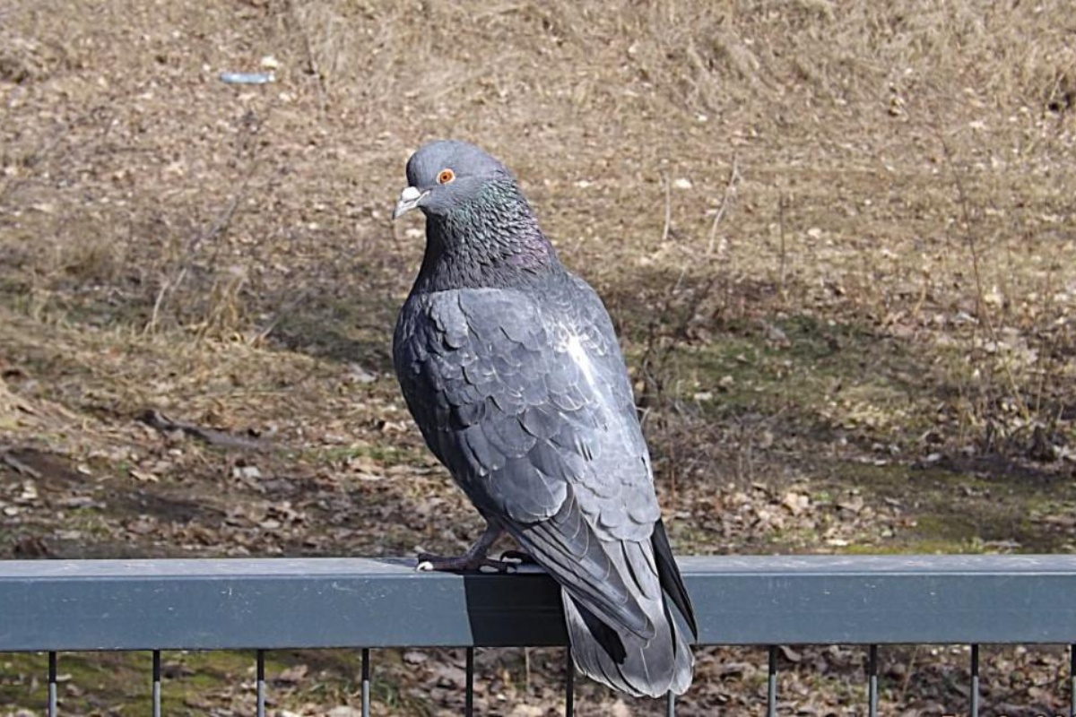 Koji kruh smiju jesti golubovi i čime hraniti vrapce i druge ptice zimi: objašnjenje ornitologa detail 7