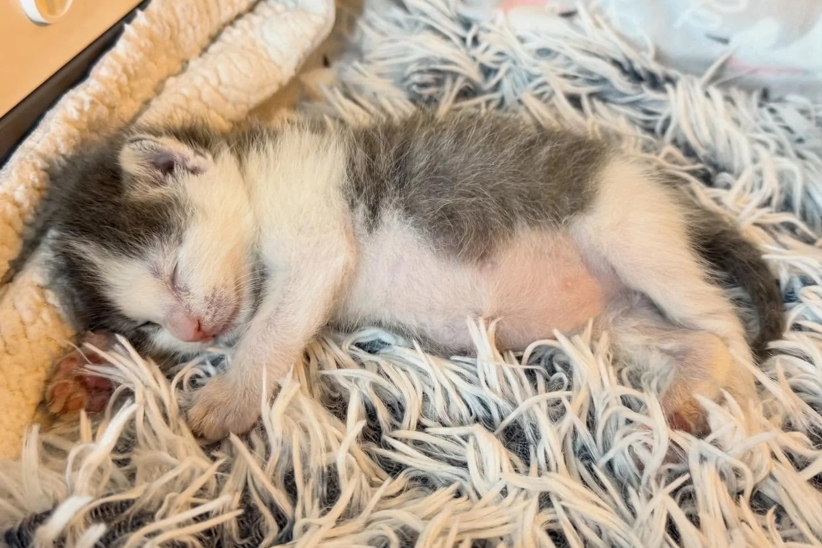 Žena otvara svoj dom za šest siročadi mačića iz skloništa, odlučna da im pruži život kakav zaslužuju detail 8