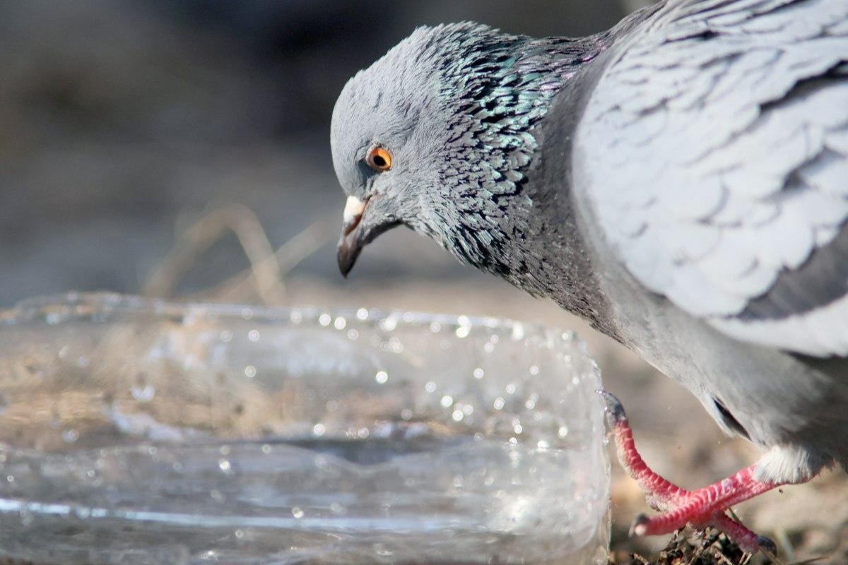 Koji kruh smiju jesti golubovi i čime hraniti vrapce i druge ptice zimi: objašnjenje ornitologa detail 8