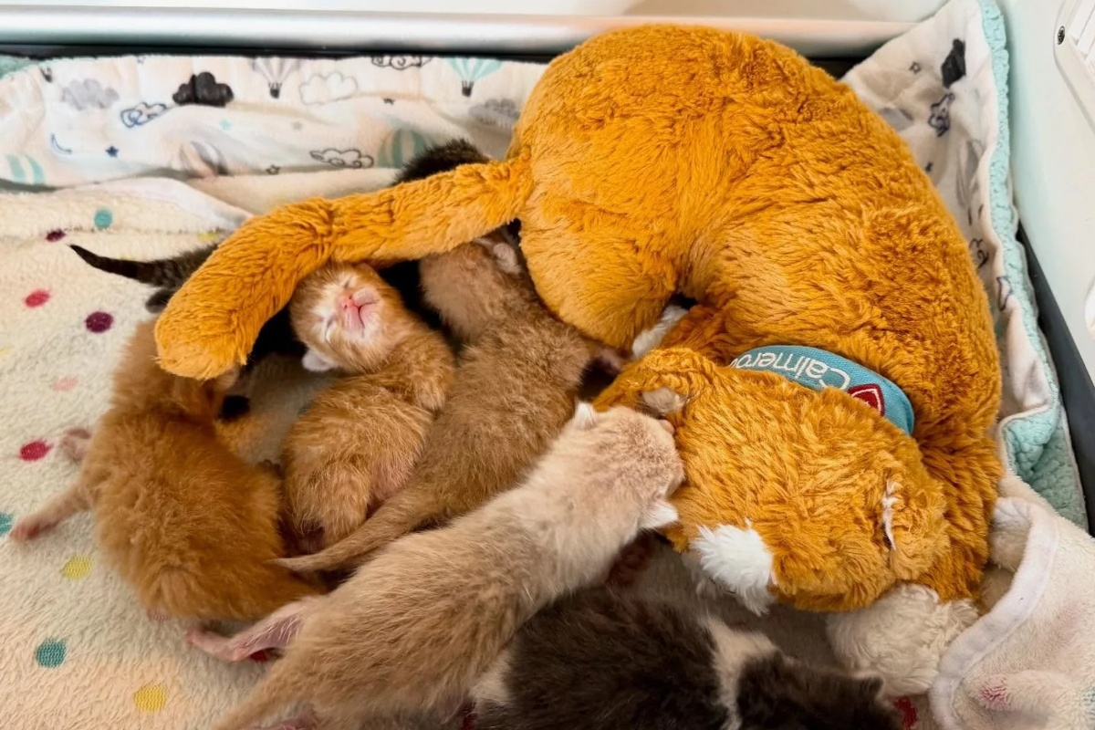 Žena otvara svoj dom za šest siročadi mačića iz skloništa, odlučna da im pruži život kakav zaslužuju detail 9